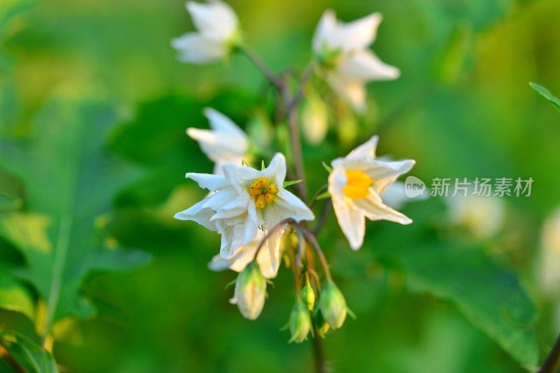 Solanum carolinense/卡罗莱纳马甲/魔鬼番茄